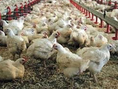 Στάχτη έγιναν 16.000 πτηνά στη Λακκιά Θεσσαλονίκης