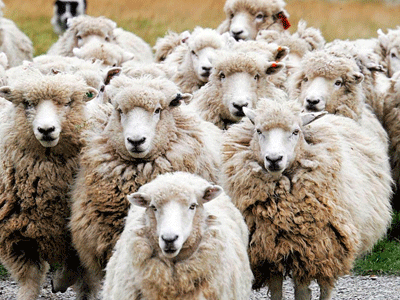 Χάραξη εθνικής πολιτικής για τον καταρροϊκό πυρετό