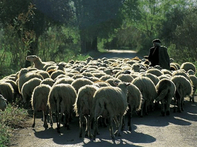 Σε καραντίνα τα Δωδεκάνησα λόγω του καταρροϊκού πυρετού
