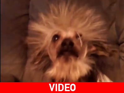 Σκύλοι και στατικός ηλεκτρισμός