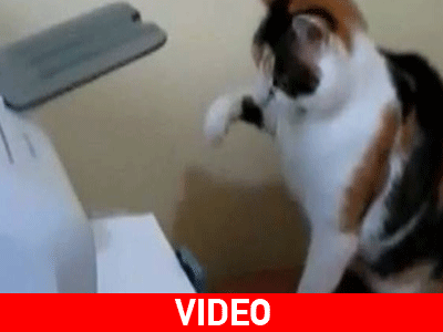 Γάτες εναντίον παιχνιδιών!