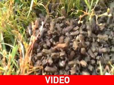 Ένας “στρατός” από βατραχάκια