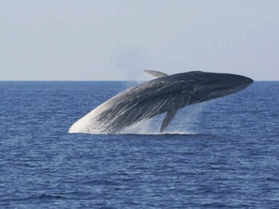 Οικολόγοι έσωσαν 750 φάλαινες από φαλαινοθήρες
