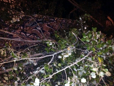 Οι ισχυροί άνεμοι ξερίζωσαν δέντρα στη Θεσσαλονίκη