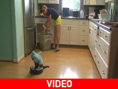 Γάτα με στολή καρχαρία καθαρίζει το πάτωμα