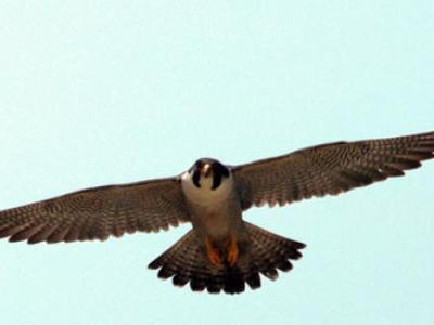 Ρόδος: Γεράκι μπήκε σε σούπερ μάρκετ Ρόδος: Γεράκι μπήκε σε σούπερ μάρκετ