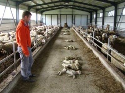 Περίπου 385.000 ευρώ σε κτηνοτρόφους για την ευλογιά