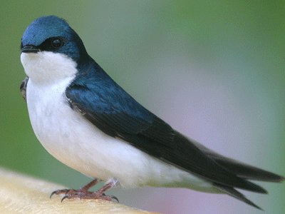 Οι θαυμαστές πτήσεις των χελιδονιών