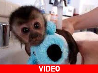 Χαριτωμένο πιθηκάκι παίρνει το μπάνιο του!