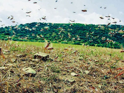 Ακρίδες σε χωριά της Ρόδου