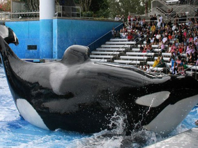 Οργή για την αιχμαλωσία φαλαινών ενόψει της Ολυμπιάδας