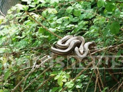 Πύργος: Φίδι βγήκε για βόλτα…