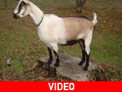 Κατσίκες παίζουν με μια λαμαρίνα