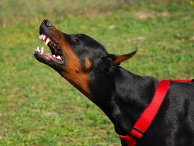 Βόνιτσα: Ντόπερμαν δάγκωσε 9χρονο κοριτσάκι