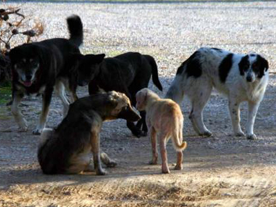 Στείρωση αδέσποτων ζώων στο Δήμο Αριστοτέλη