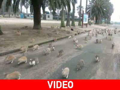 Εκατοντάδες πεινασμένα κουνέλια καταδιώκουν τουρίστρια