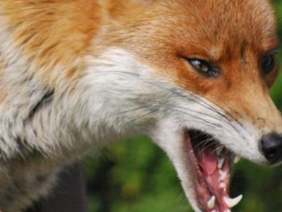 Kι άλλη αλεπού με λύσσα εντοπίστηκε στο Κιλκίς