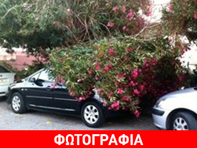 Ρόδος: Δέντρο έπεσε πάνω σε αυτοκίνητο