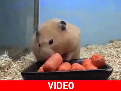 Πόσα καρότα χωρούν στο στόμα ενός χάμστερ;