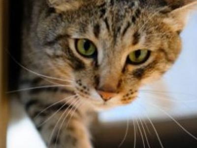 Τέσσερις Βρετανοί κόλλησαν φυματίωση από τις γάτες τους