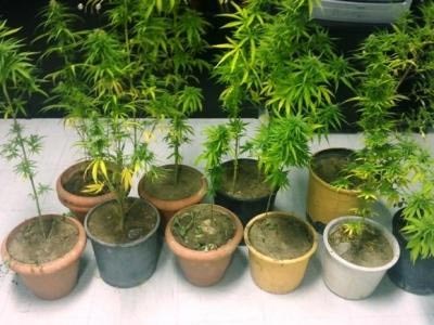 Χίος: Συνελήφθη για τις… γλάστρες στο μπαλκόνι Χίος: Συνελήφθη για τις… γλάστρες στο μπαλκόνι