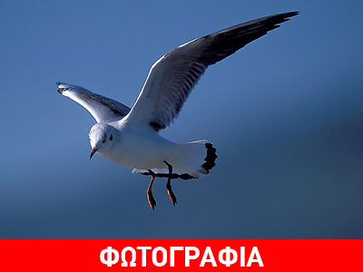 «Συνελήφθη» γλάρος… για διατάραξη κοινής ησυχίας «Συνελήφθη» γλάρος… για διατάραξη κοινής ησυχίας