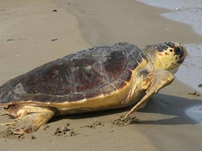 Η πρώτη φωλιά της Καρέττα– Καρέττα φέτος στα Σεκάνια