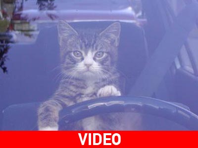 Οι γάτες δεν πρέπει να οδηγούν
