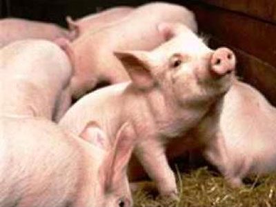 Σέρρες: Ζωοκλέφτης άρπαξε κοπάδι με μικρά γουρουνάκια!