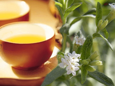 Λευκό τσάι: Όπλο κατά της παχυσαρκίας και άλλες ευεργετικές ιδιότητες