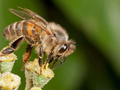 Κομισιόν: Δεν μειώνεται με μεγάλους ρυθμούς ο αριθμός των μελισσών