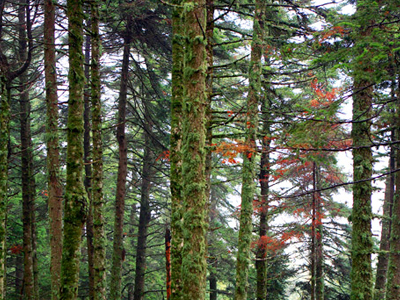 «Η Βουλή ψήφισε δασοκτόνο νόμο»