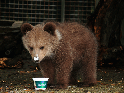 Η Danone στο πλευρό του Αρκτούρου  για την ανατροφή της μικρής Ζωής!