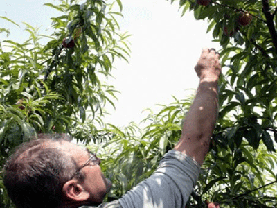 Εξετάζει εμπάργκο και στα ελληνικά φρούτα