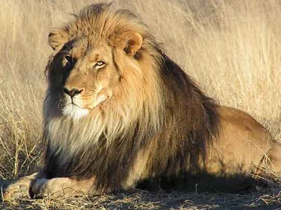 Βρέθηκε το λιοντάρι που είχε κλαπεί στην Βραζιλία