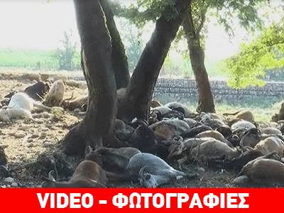 Κεραυνός σκότωσε κοπάδι στη Θεσσαλονίκη