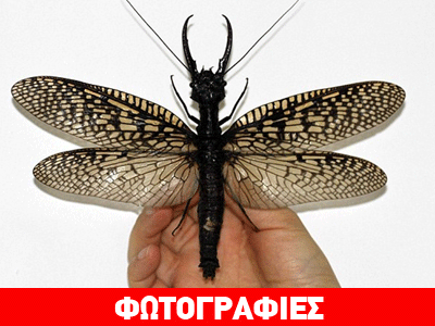 Νέο είδος εντόμου ανακαλύφθηκε στην Κίνα