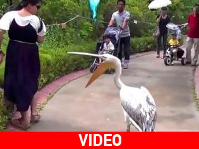 Πελεκάνος δείχνει σε όλους ποιος είναι το αφεντικό