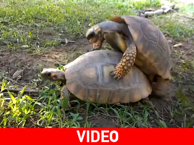 Όταν οι…χελώνες κάνουν την  δική τους ερωτική ταινία