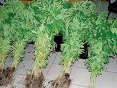 Καλλιεργούσε  χασισόδεντρα στο σπίτι του στην Λειβαδιά