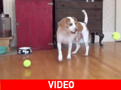 Ένα κουτάβι και 100 μπαλάκια