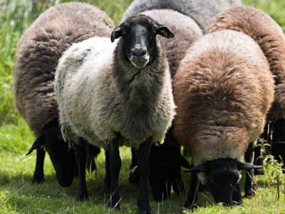 Κρούσμα καταρροϊκού πυρετού σε πρόβατα στην Ηλεία