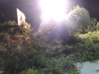 Βόλος: Δέντρο έπεσε σε γήπεδο του μπάσκετ στο Ελικοδρόμιο