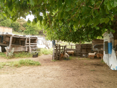 Ξάνθη: Οχιά δάγκωσε κτηνοτρόφο