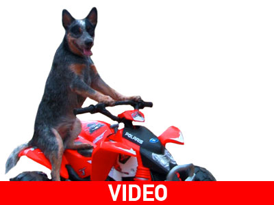Σκύλος vs Ανθρώπου σε αγώνα αυτοκινήτων