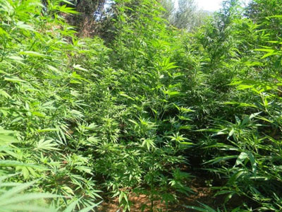 Πτολεμαΐδα: Ήταν έτοιμος να φυτέψει τα χασισόδεντρα