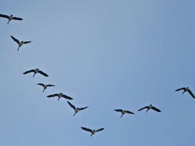 Γιατί τα πουλιά πετούν σε σχηματισμό βέλους;