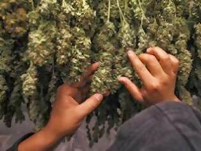 Οι αλβανικές αρχές κατέσχεσαν 700 κιλά μαριχουάνα