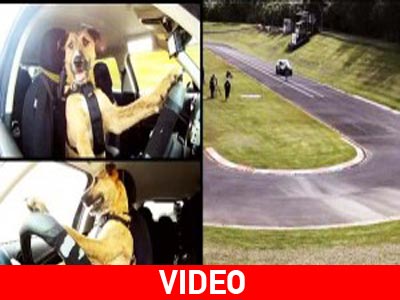 Ο πρώτος σκύλος… οδηγός αυτοκινήτου
