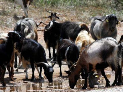 Τρία άτομα συνελήφθησαν γιατί έκλεψαν… κατσίκια